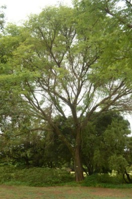 Monkey Thorn tree