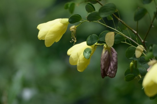 Flower of the Yellow Bell Orchid Tree