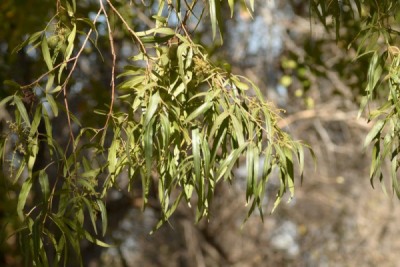 Leaves of the Karee