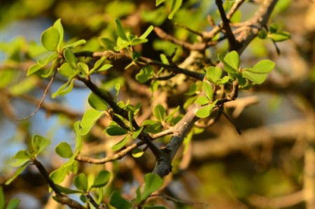 Leaves of the Lowveld Cluster-leaf tree
