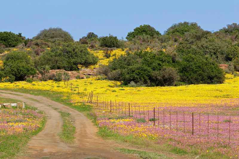 A country road leading through fields of flowers in Namaqualand