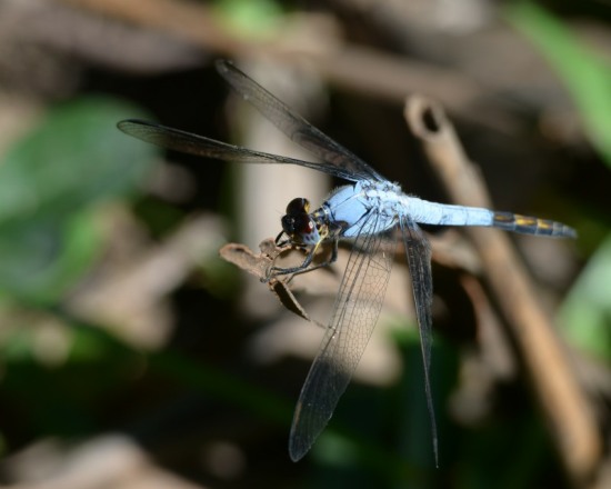 Eastern Blacktail dragonfly - Nesciothemis farinosa
