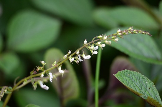 Speckled Spur-flower