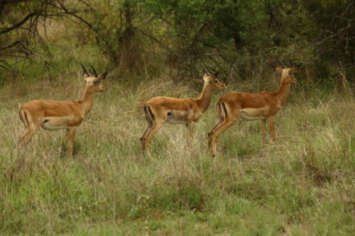 Impala in the reserve