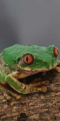 Forest Tree Frog