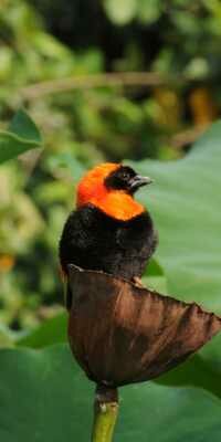 Southern Red Bishop