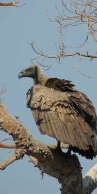 White-backed Vulture