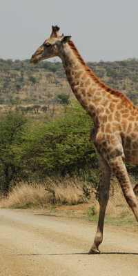 Giraffe