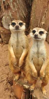 Meerkat
