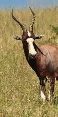 Blesbok