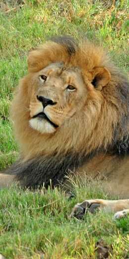 Lion