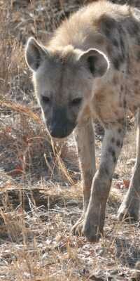 Spotted Hyena