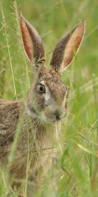 Scrub Hare