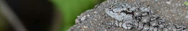 Peters Ground Agama