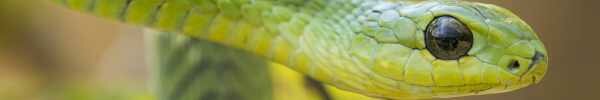 Boomslang