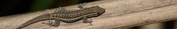 Cape Gecko