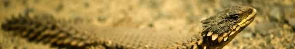 Giant Girdled Lizard