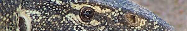 Nile Monitor