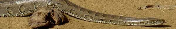 South African Rock Python