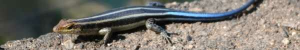 Rainbow Skink