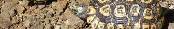 Leopard Tortoise